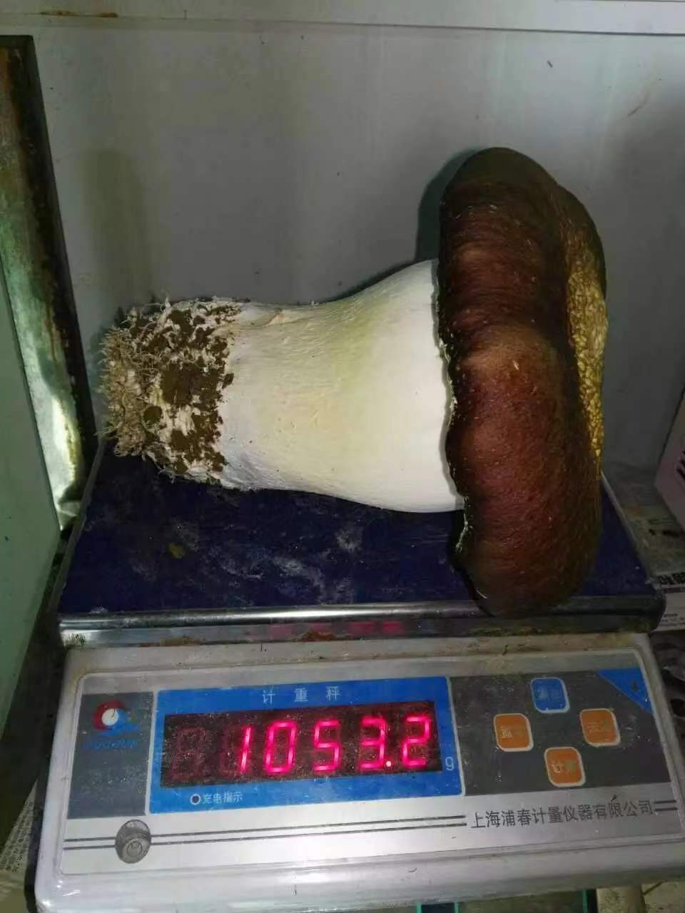 試種出來(lái)的菇王.jpg