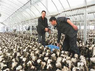 食用菌的遺傳、育種和栽培
